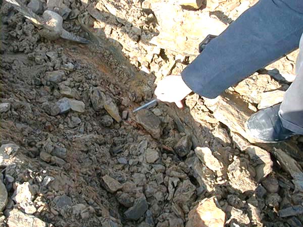 “黃石黃”是嫩泥礦的附生物，因產量稀少，故須以人工挖掘挑出；圖中所指...即是夾雜於嫩泥礦中之“黃石黃”！(攝於2001年1月12日趙庄山)