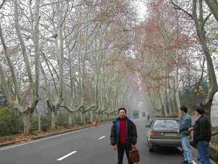 南京郊，中山陵近入口大道兩旁，植滿國民黨時代所植的法國梧桐樹，景色淒清，十分迷人。(留影者為真壺員工阿毅。)