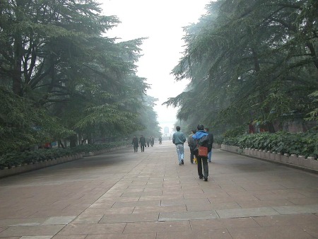 南京郊，上中山陵的长坡道两旁植满整排的“迎客松”。据闻等下雪后，您可就得踏这被雪压下地的松枝前进啦！